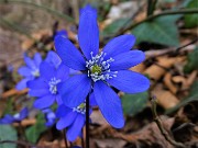 14 Hepatica nobilis